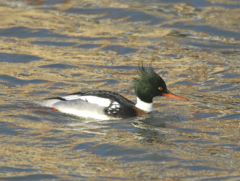 Red-breasted Merganser