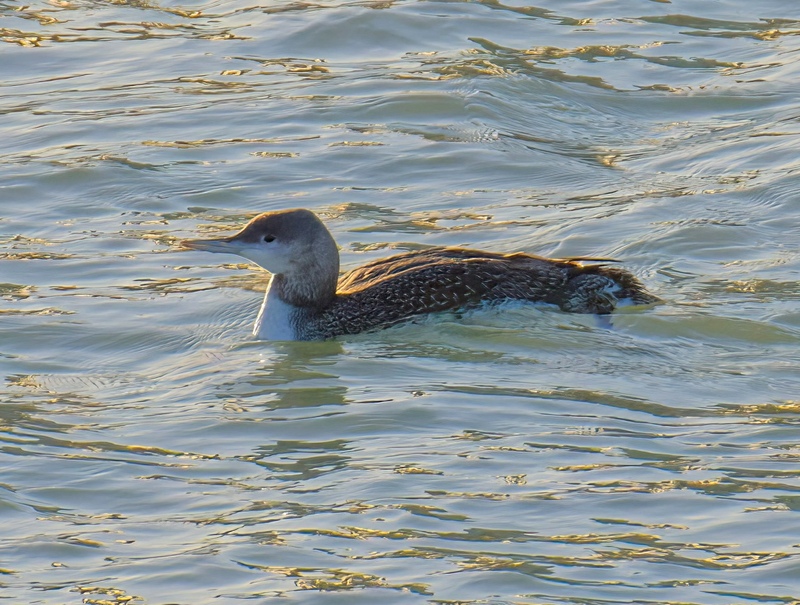Red-throated Diver