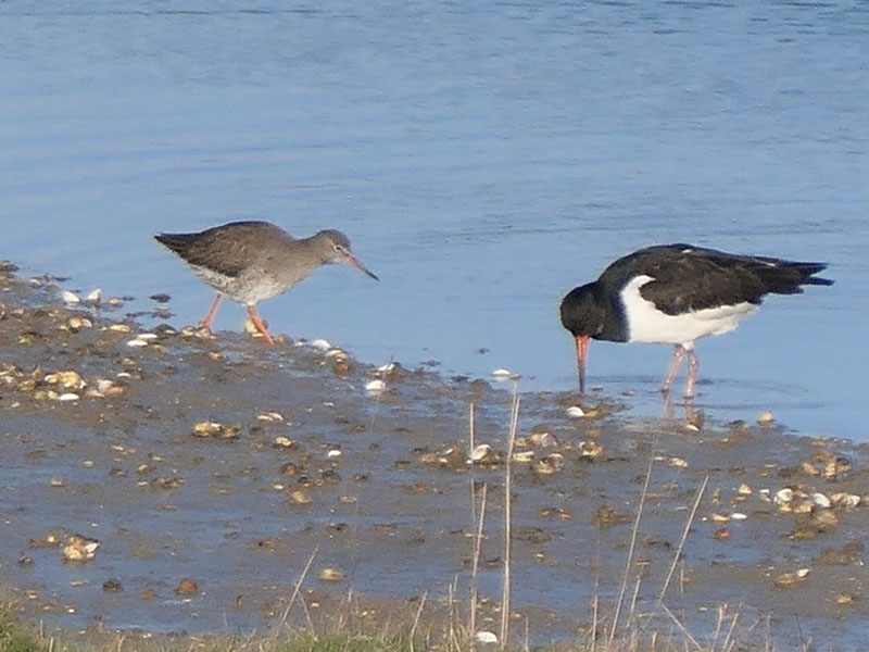 Redshank and Oystercatcher © David Beer