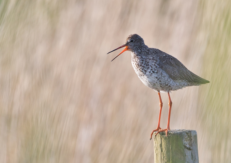 Redshank