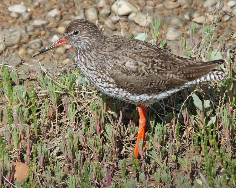 Redshank at Rye Harbour © Barry Yates