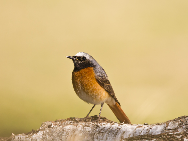 Redstart © Paul Lindley
