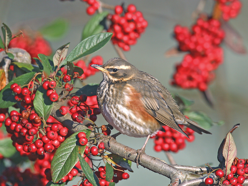 Alternative Christmas wildlife icons
