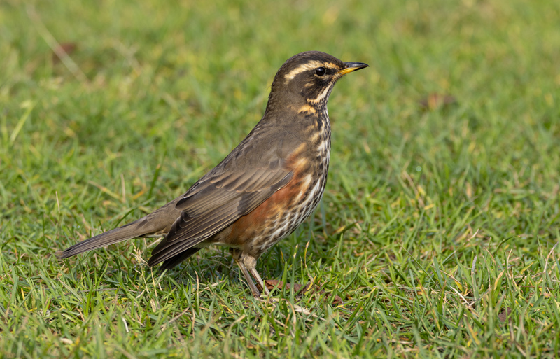 Redwing © James Duncan Redwing © James Duncan
