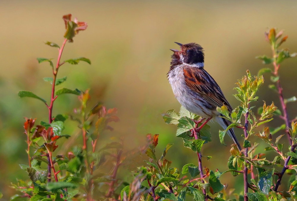 Reed Bunting by John Lauper