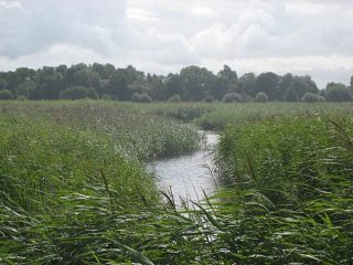 Reedbed