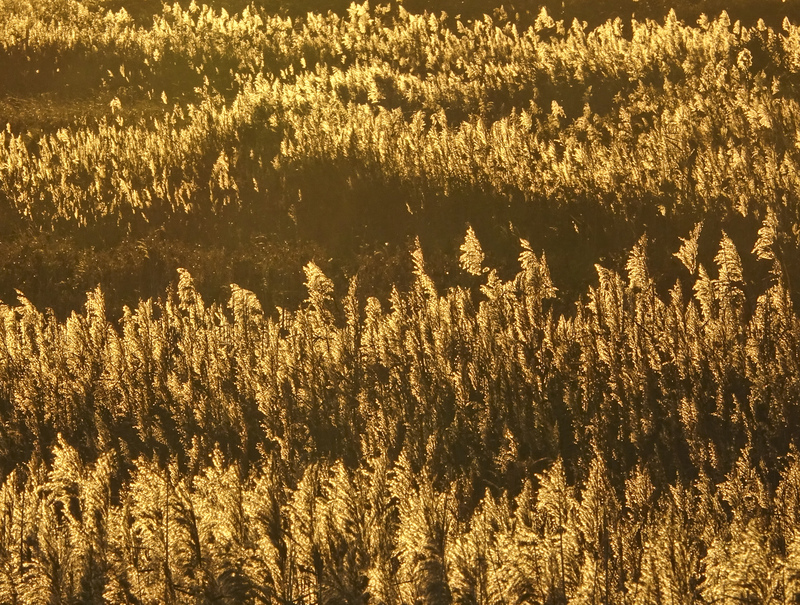 Reedbed