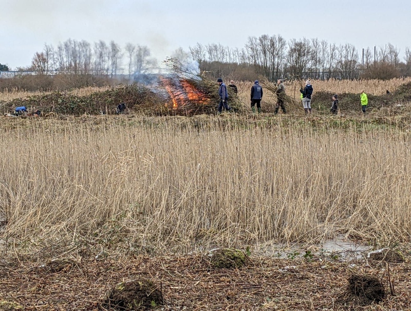 Reedbed clearance