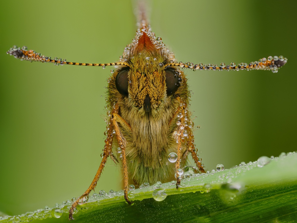 Reflections of Woods Mill in the dew on a Skipper by Jon Appleyard