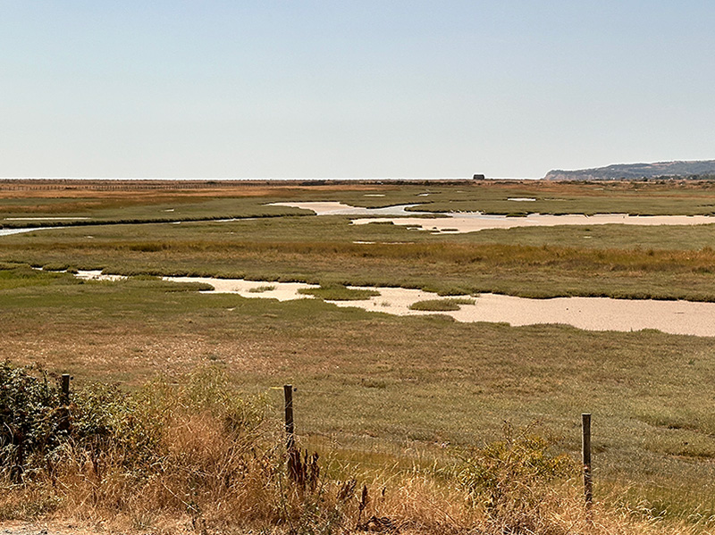 Heatwave at Rye Harbour Nature Reserve