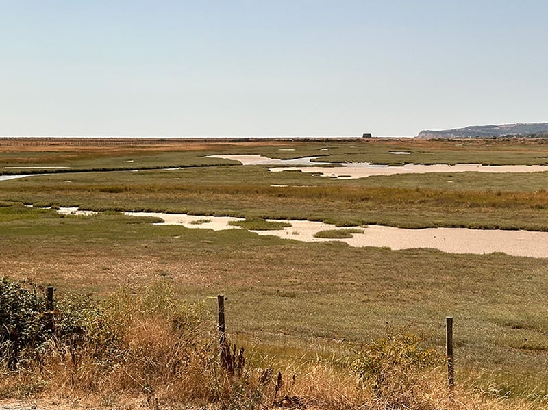 Heatwave at Rye Harbour Nature Reserve
