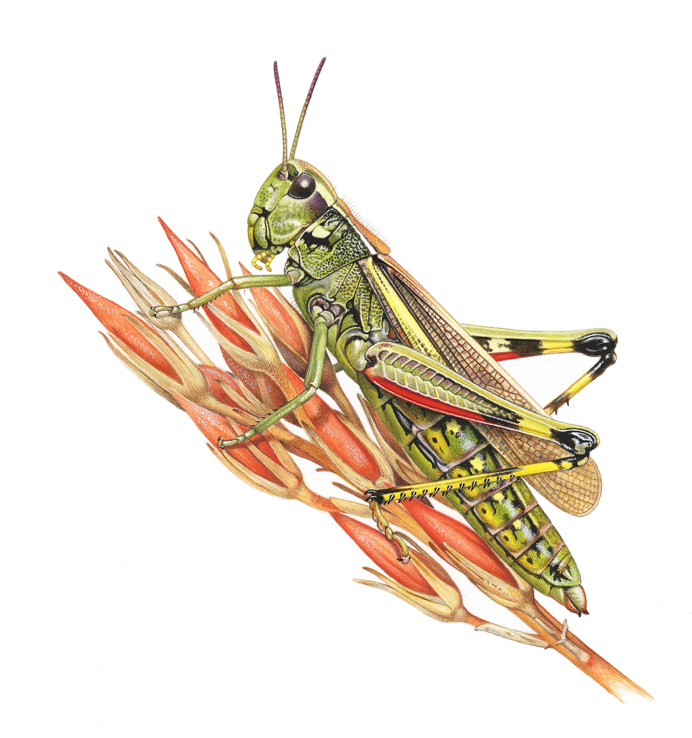 Hop into summer