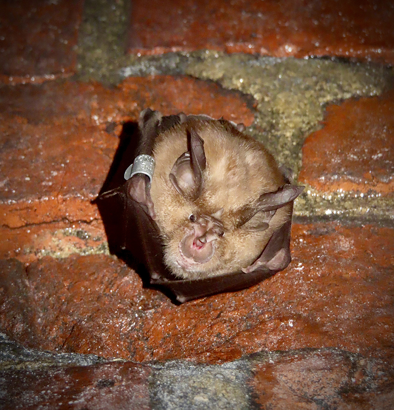 Greater-horseshoe Bat © Ryan Greaves