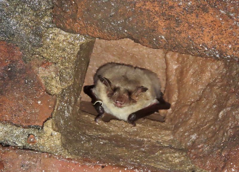 Ringed Greater Mouse-eared Bat © Ryan Greaves