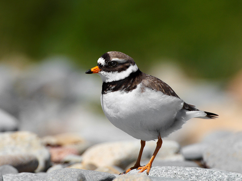 Respecting the fourth wall: preventing Ringed Plover disturbance