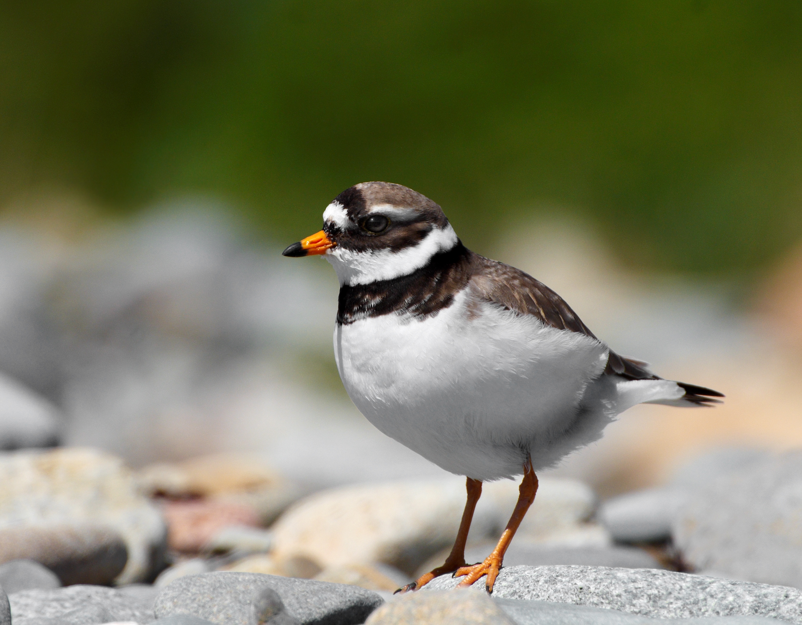 Respecting the fourth wall: preventing Ringed Plover disturbance