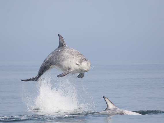 Local site shortlisted as proposed Highly Protected Marine Area