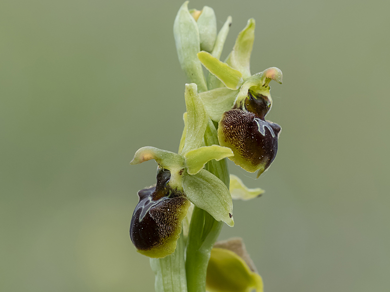 Early Spider Orchid © Bob Eade Early Spider Orchid © Bob Eade