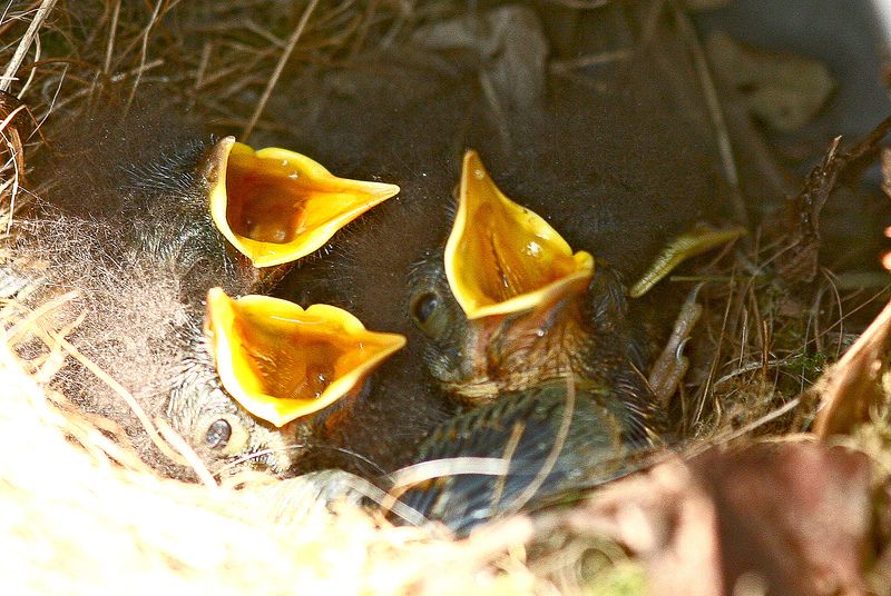 What should I do if I find a baby bird on the ground?
