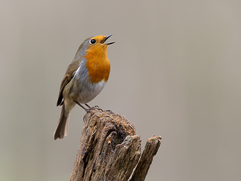 Robin