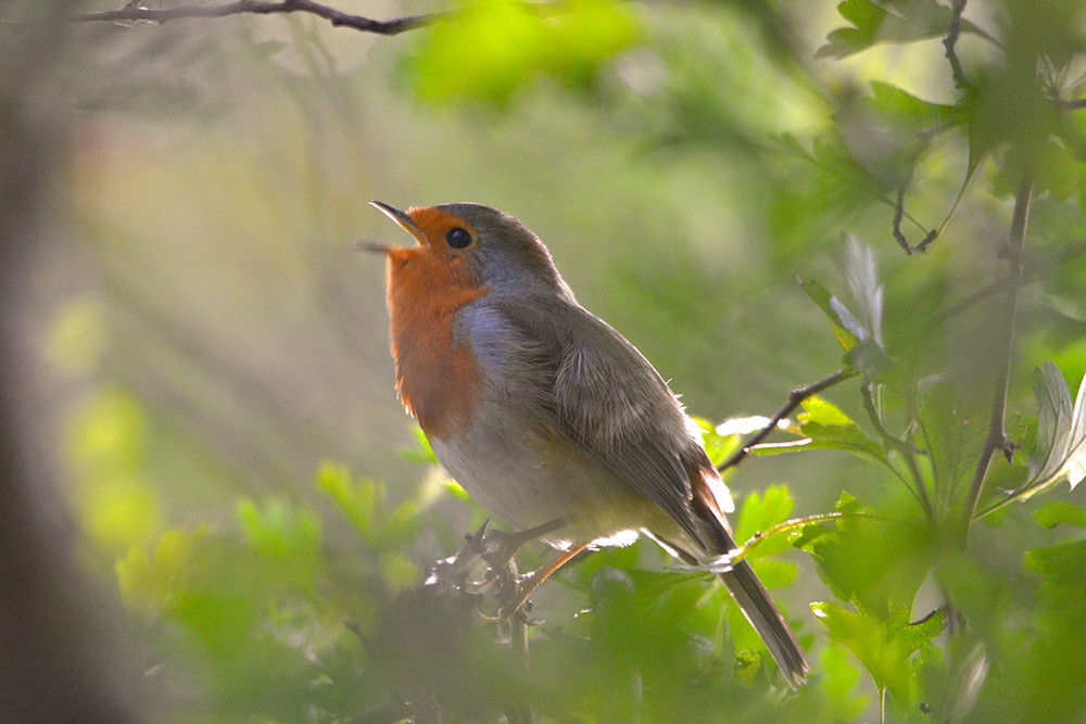 Robin singing © Charles Skinner