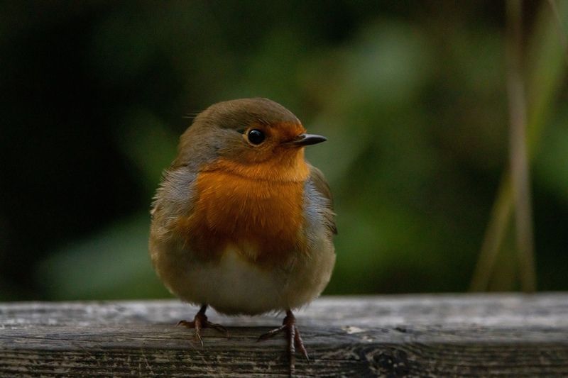 Woods Mill Robin © Stephen Redden