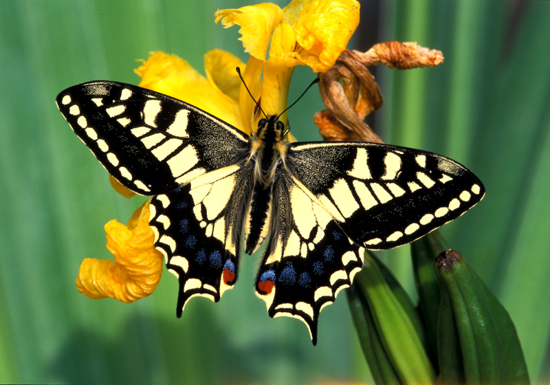 Swallowtail Butterfly © Roger Wilmshurst Swallowtail Butterfly © Roger Wilmshurst