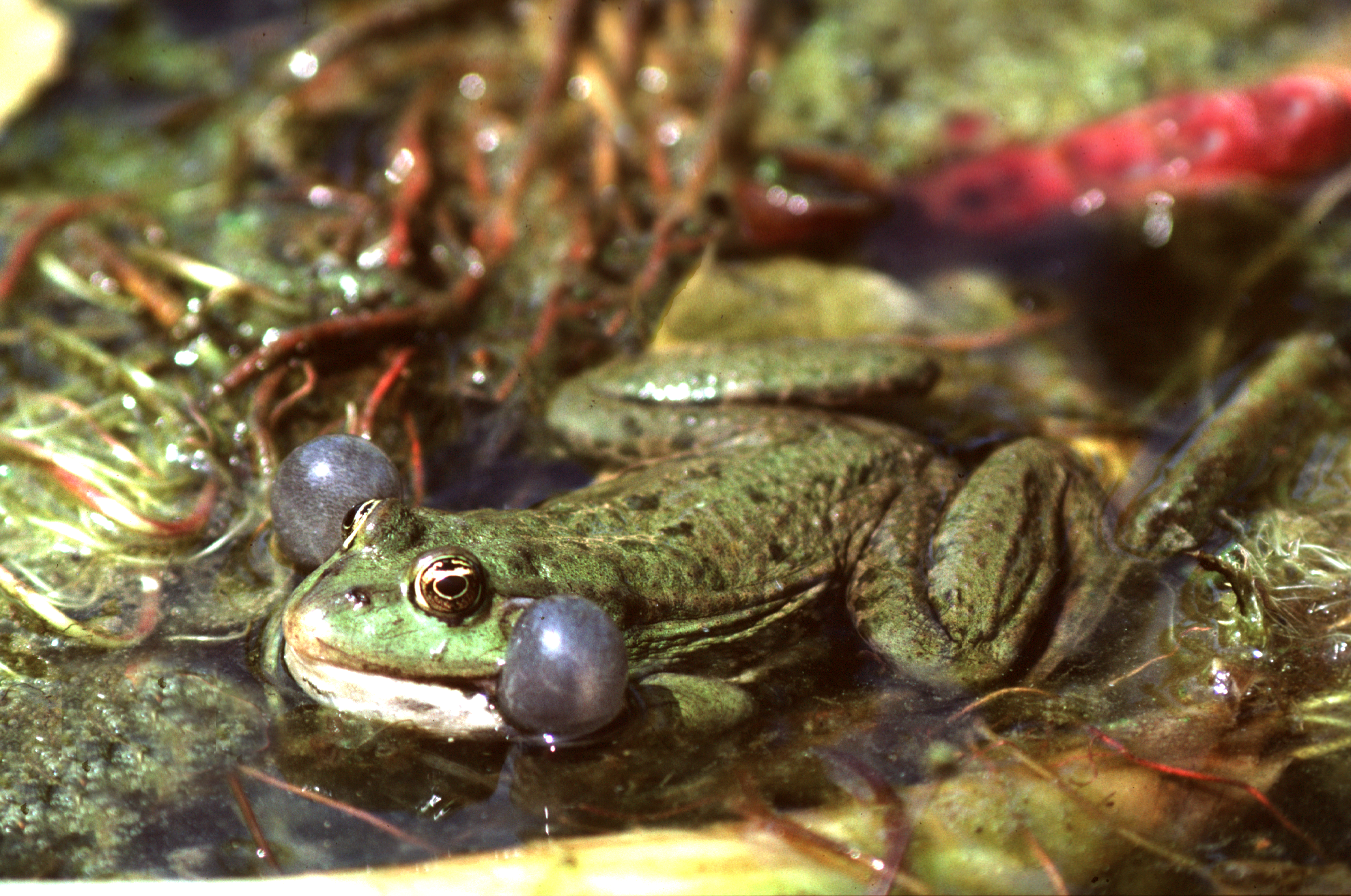 Marsh Frog by Roger Wilmshurst Marsh Frog by Roger Wilmshurst