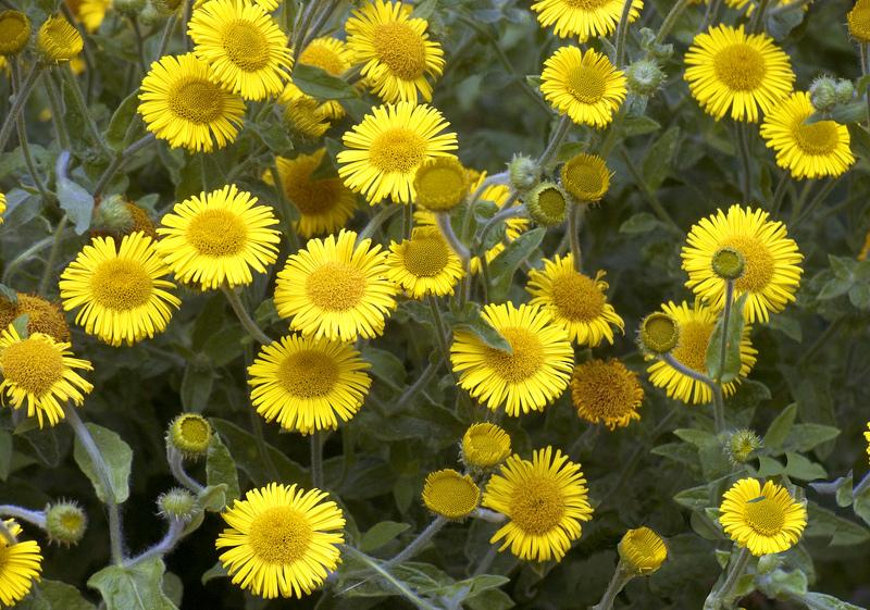 Common Fleabane © Roger Wilmshurst