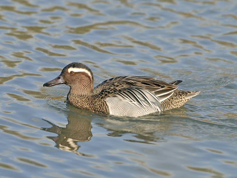 Garganey © Roger Wilmshurst