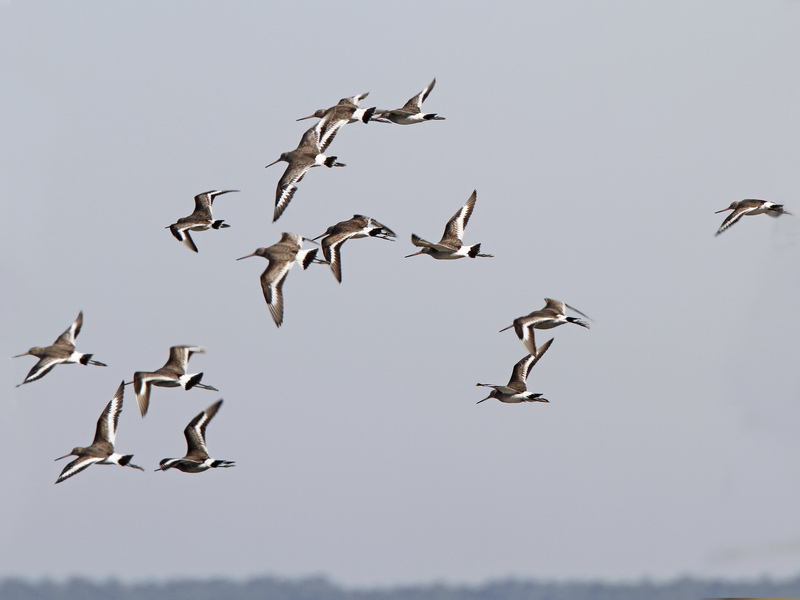 Black-tailed Godwit © Roger Wilmshurst