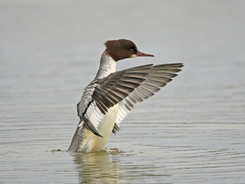 Goosander © Roger Wilmshurst