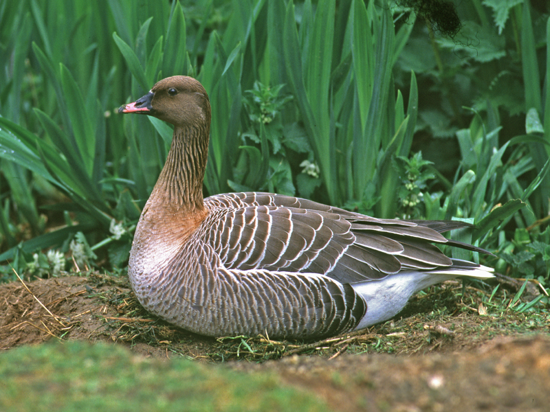 Bean Goose © Roger Wilmshurst