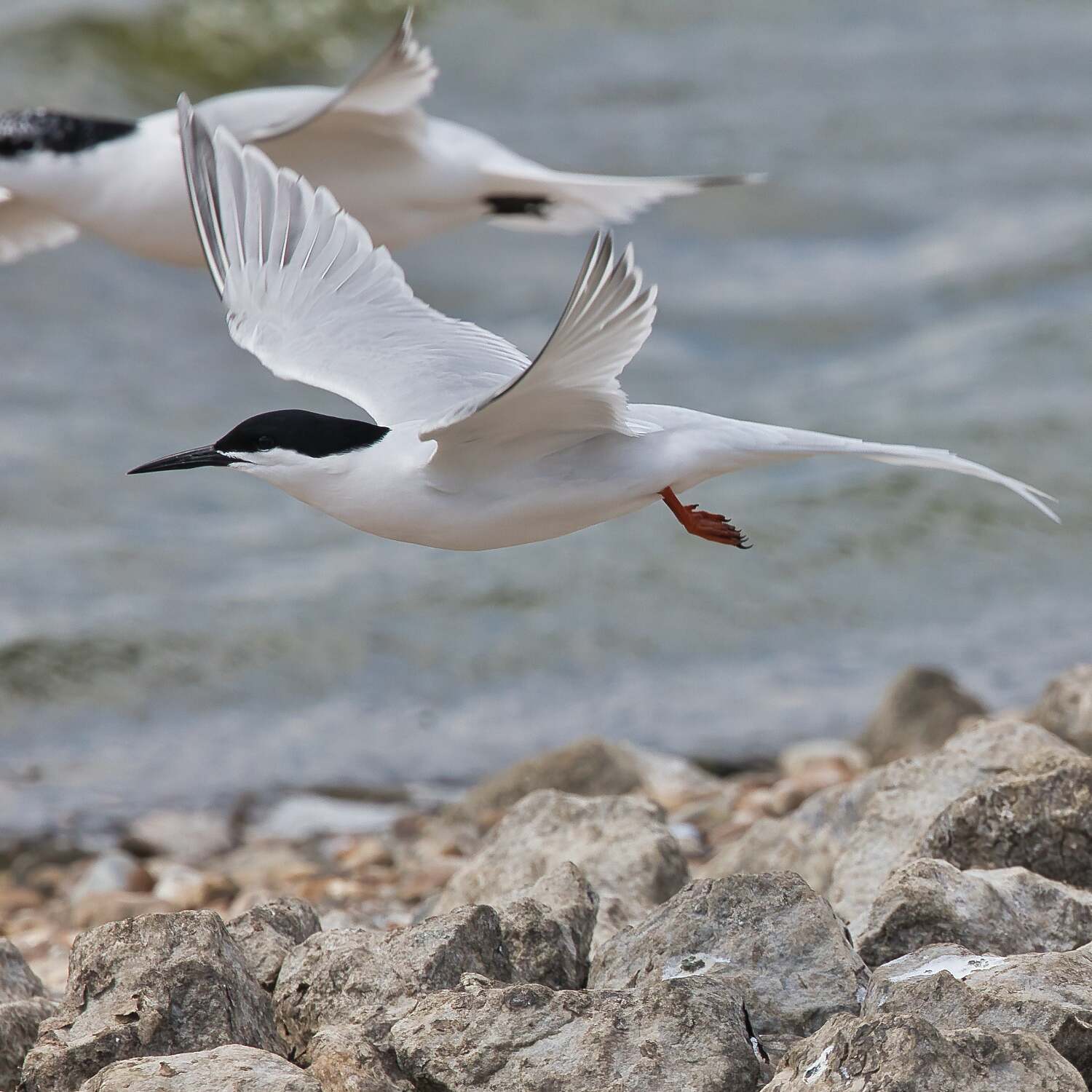 Roseate Tern