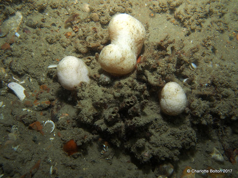 Ross Worm reef