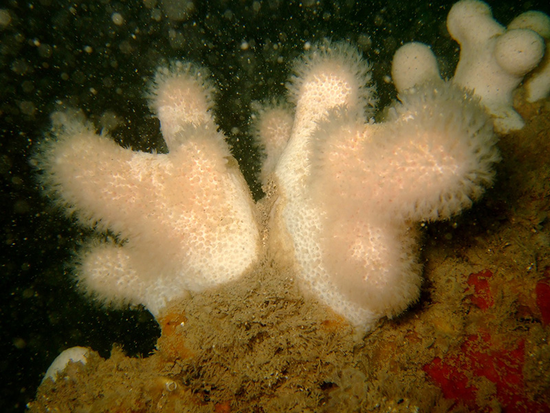 Good reef