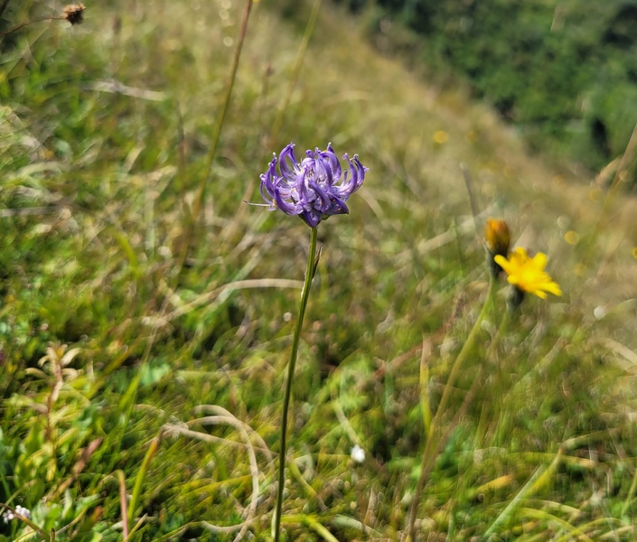 Round-headed Rampion © Alex Worsley Round-headed Rampion © Alex Worsley