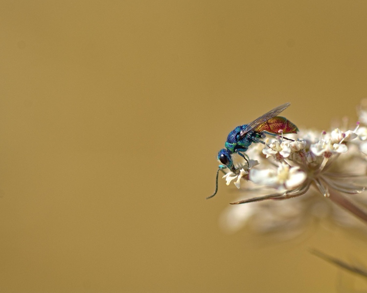 Ruby-tailed Fly © Matt Rich