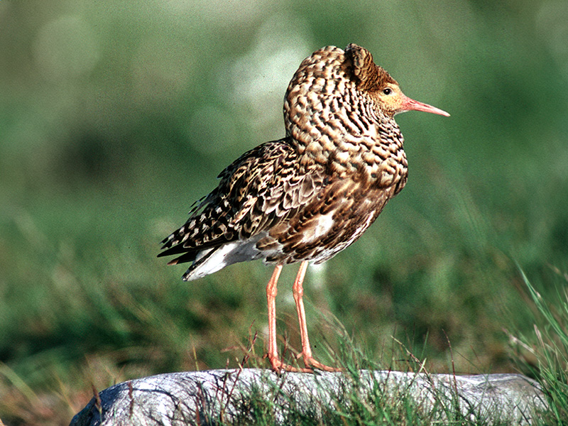 Ruff - Breeding plumage © Roger Wilmshurst Ruff - Breeding plumage © Roger Wilmshurst