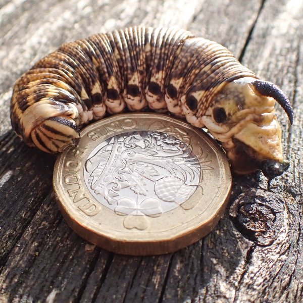 rxconvolvulus larva