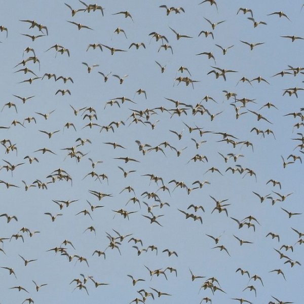 rxgolden plover flock