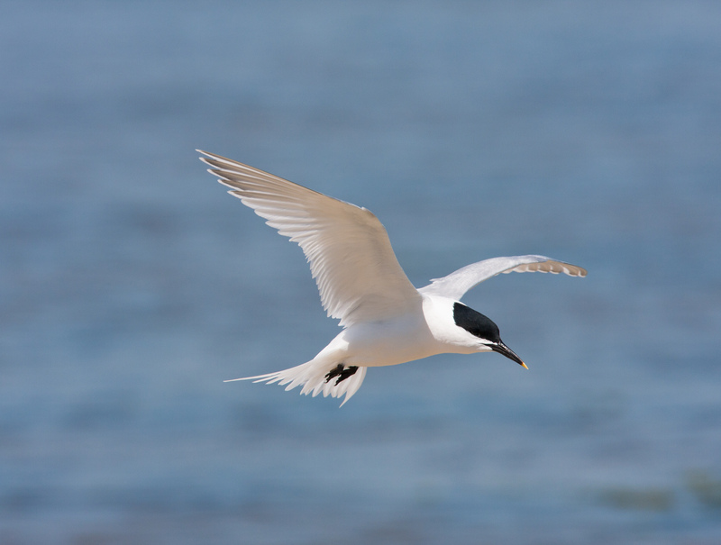 Sandwich Tern Sandwich Tern