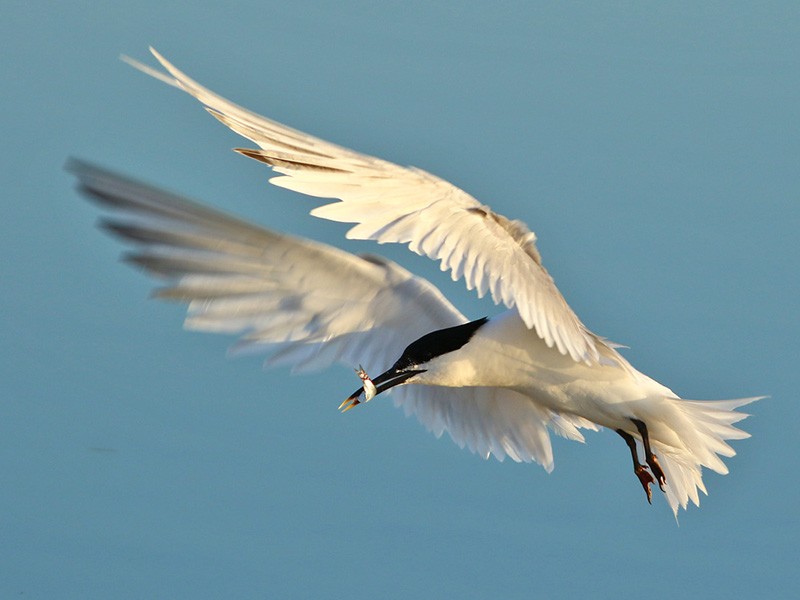 Rye Harbour Nature Reserve May 2026