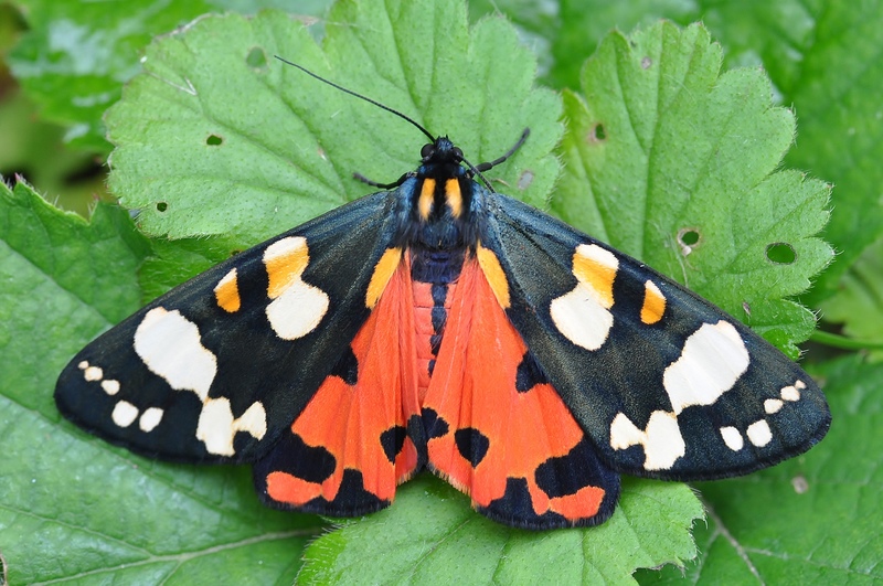 Scarlet Tiger Moth found at The Deneway