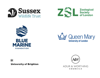 Sussex Kelp Recovery Project partners