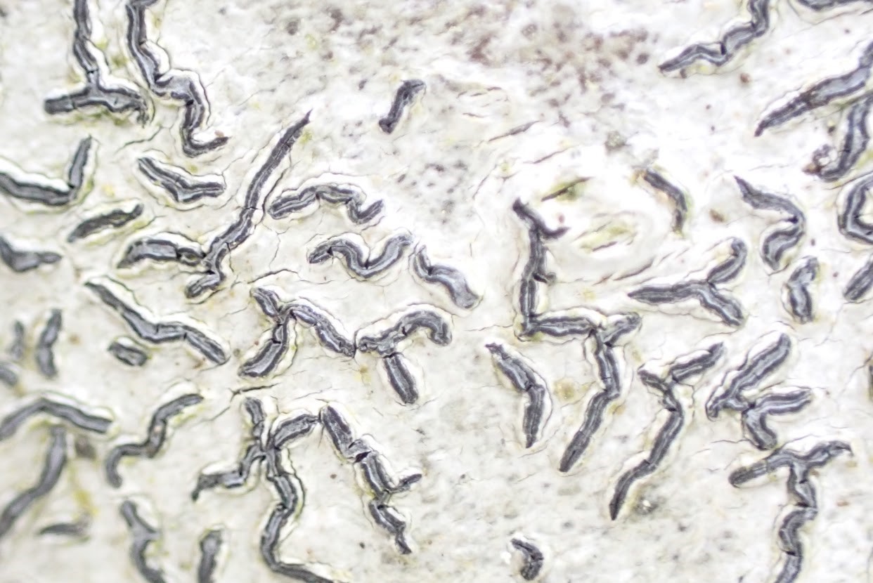 Script lichen