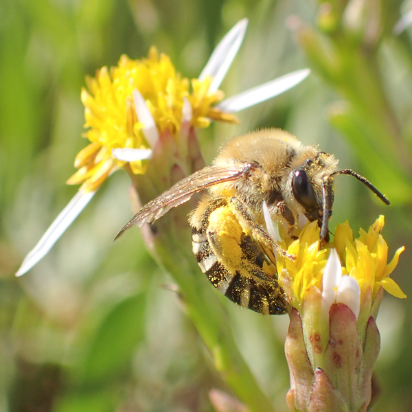 Sea-aster Bee © Chris Bentley