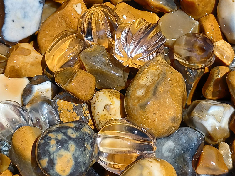 Sea Gooseberries © Mike Murphy