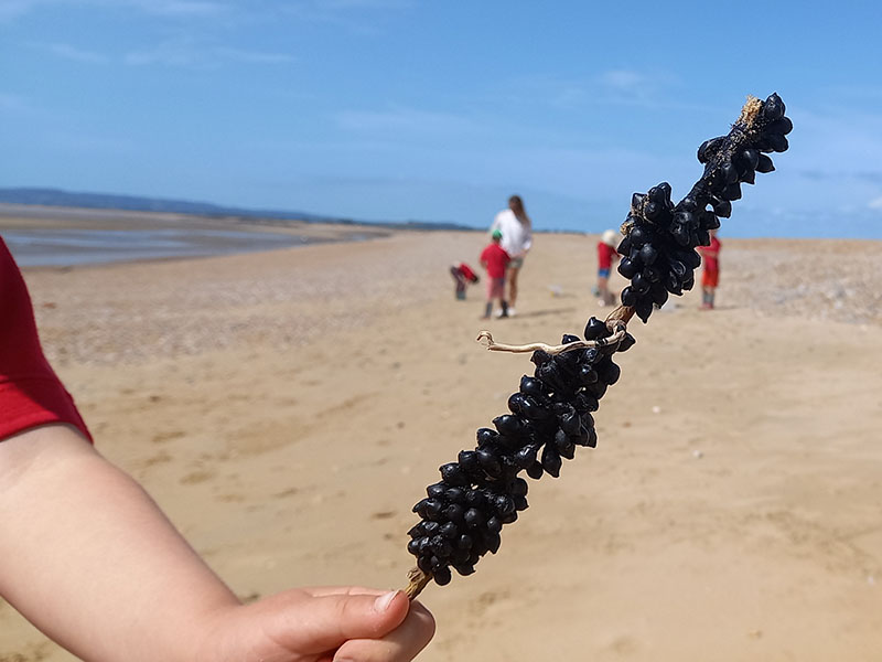 Sea Grapes © Natasha Sharma