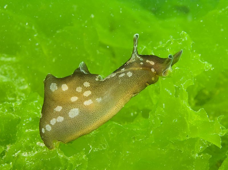 Sea Hare on Sea Lettuce © Paul Naylor